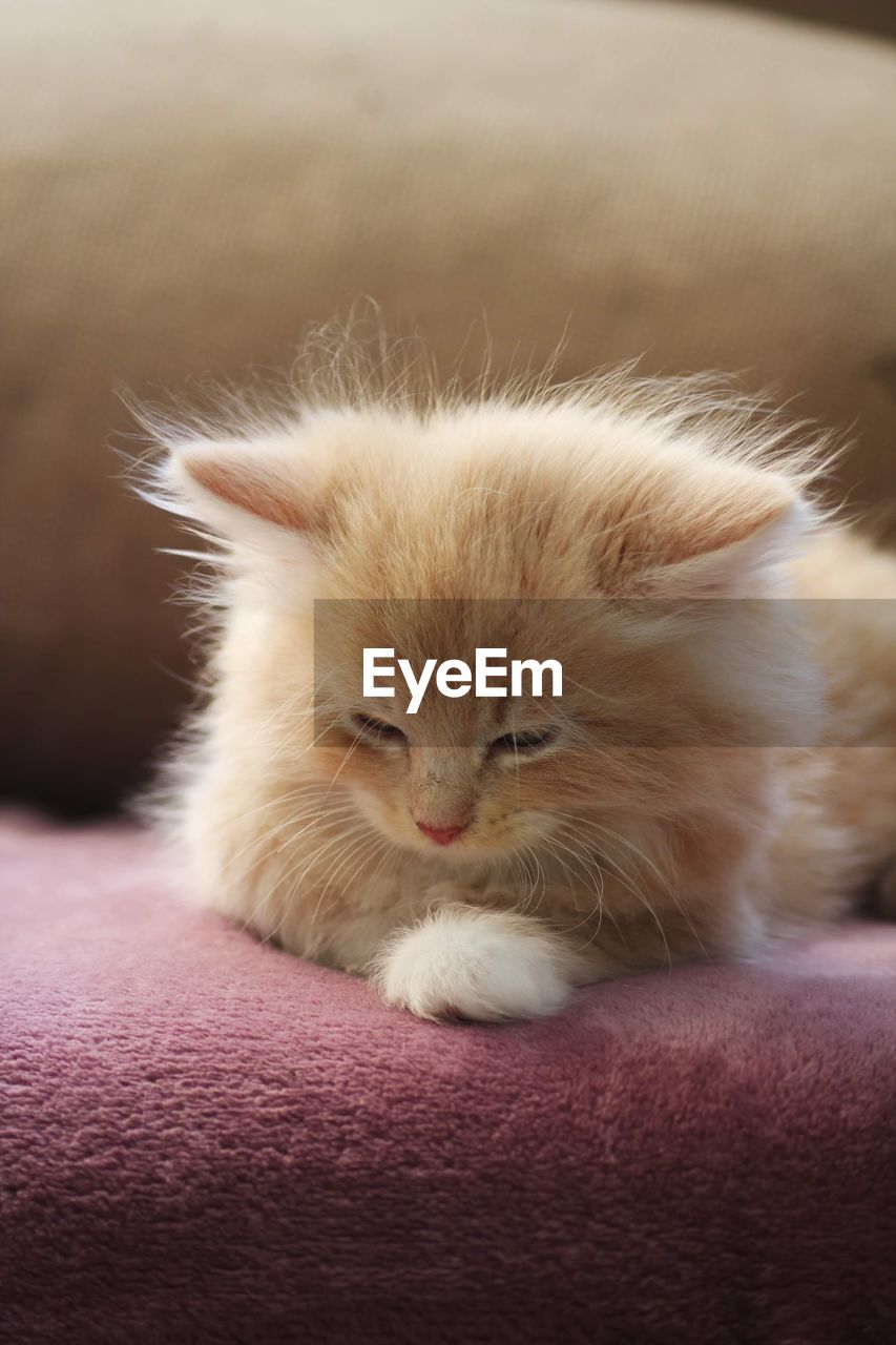 Resting siberian cat kitten