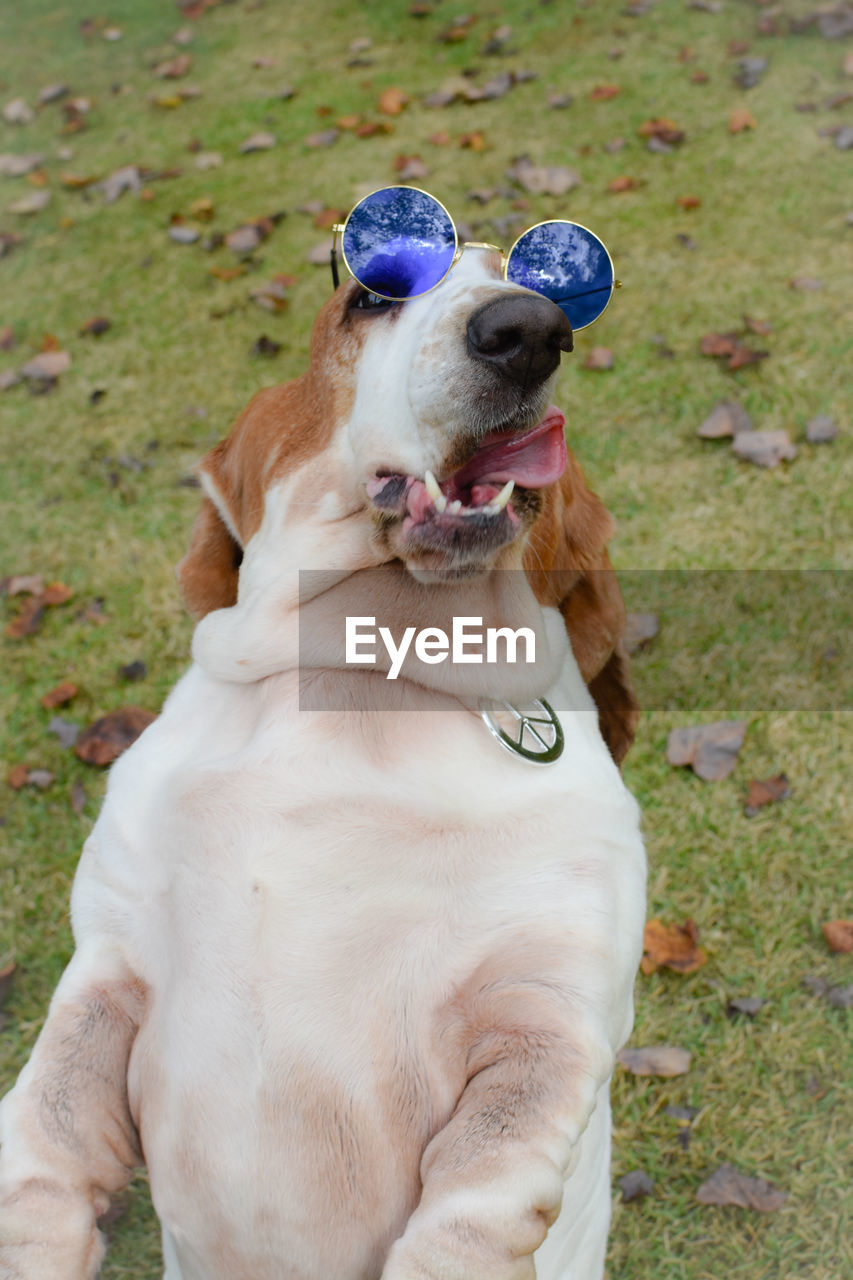 Close-up of dog on field wearing hippie glasses 