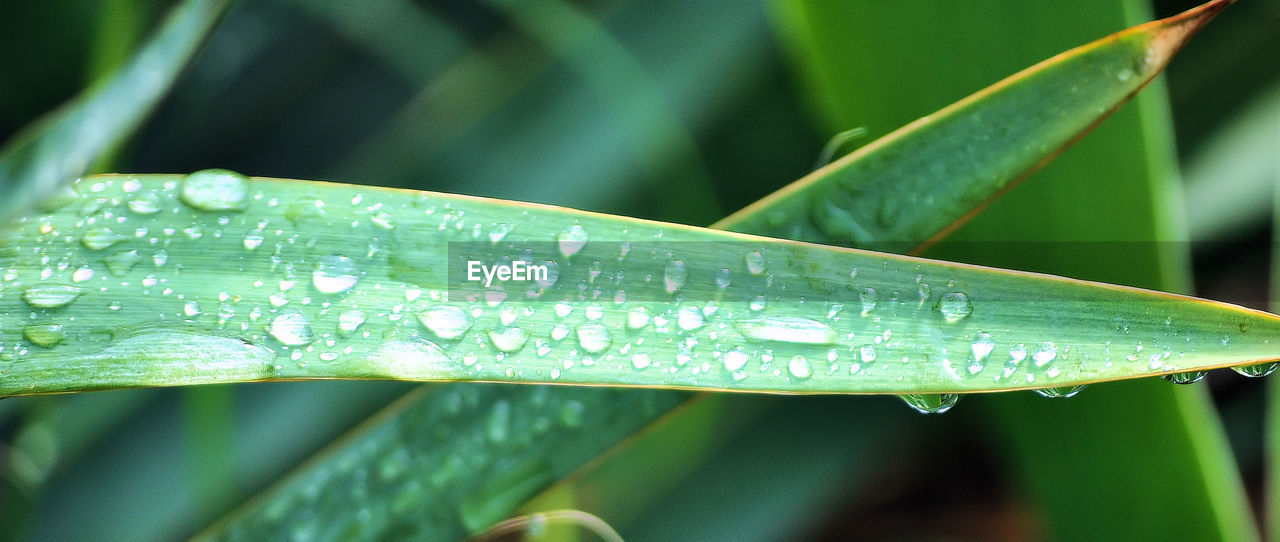 Close-up of raindrops on leaf