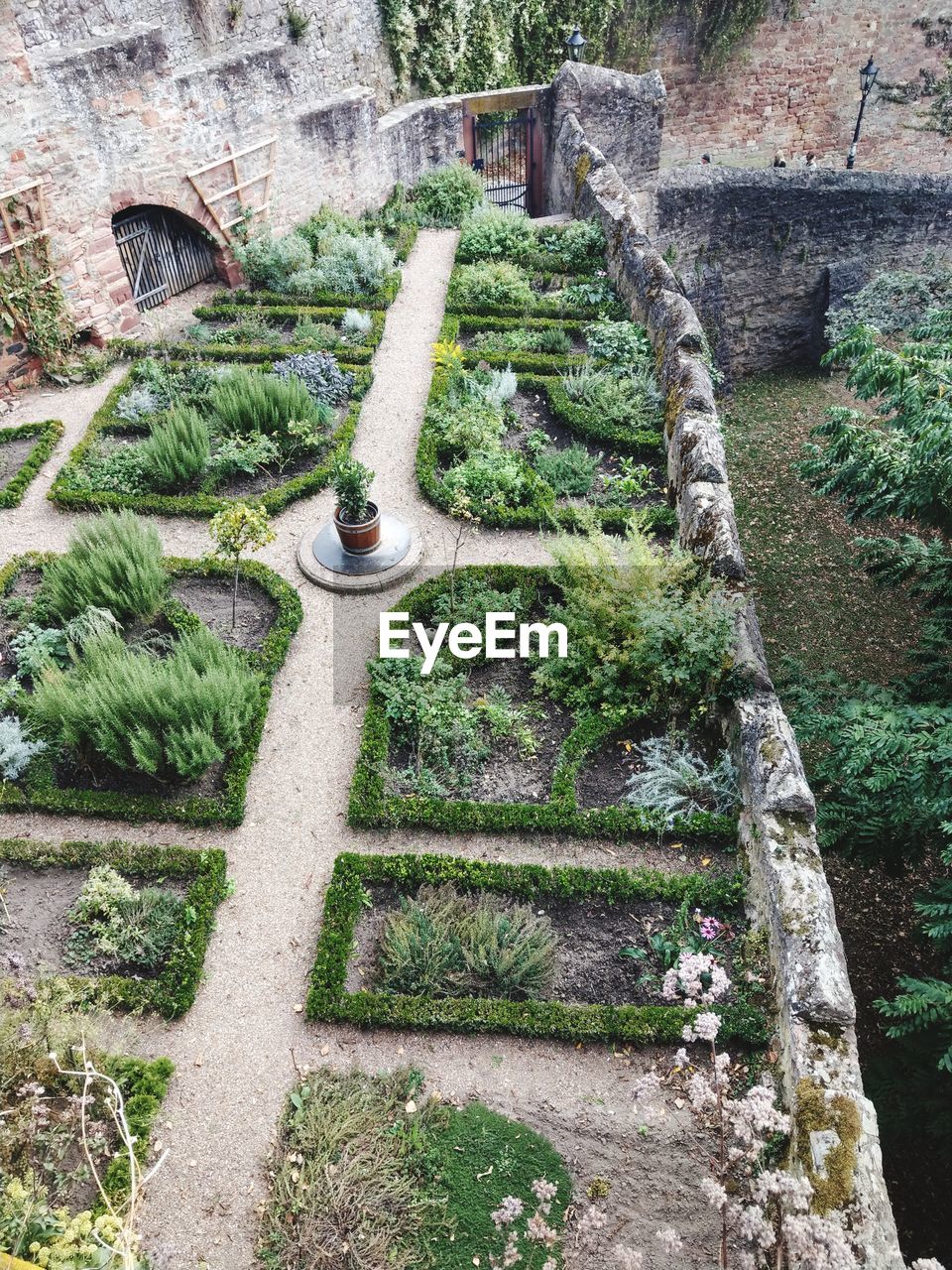 HIGH ANGLE VIEW OF PLANTS GROWING BY TREE IN GARDEN