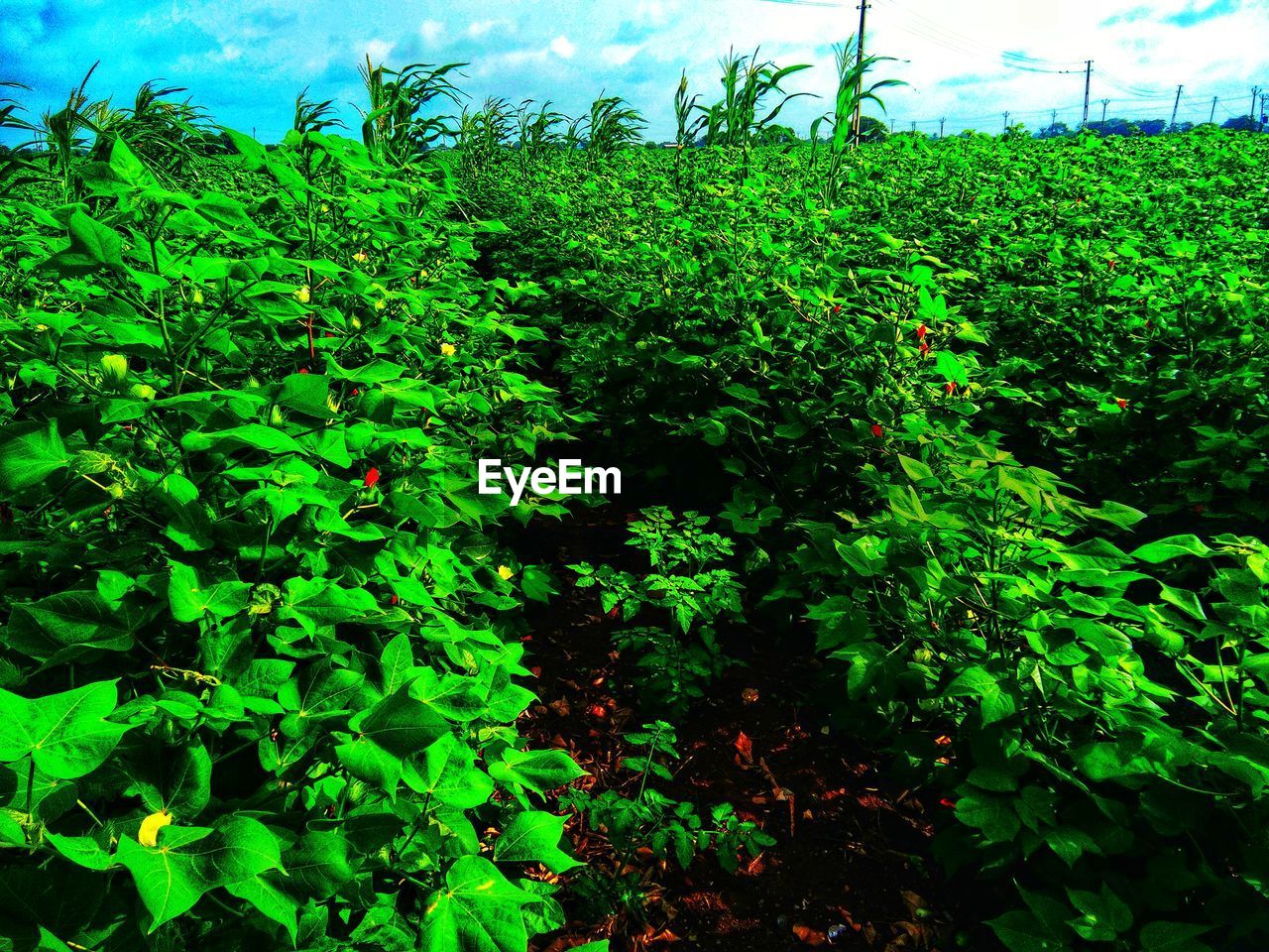 SCENIC VIEW OF FLOWERING PLANTS ON FIELD