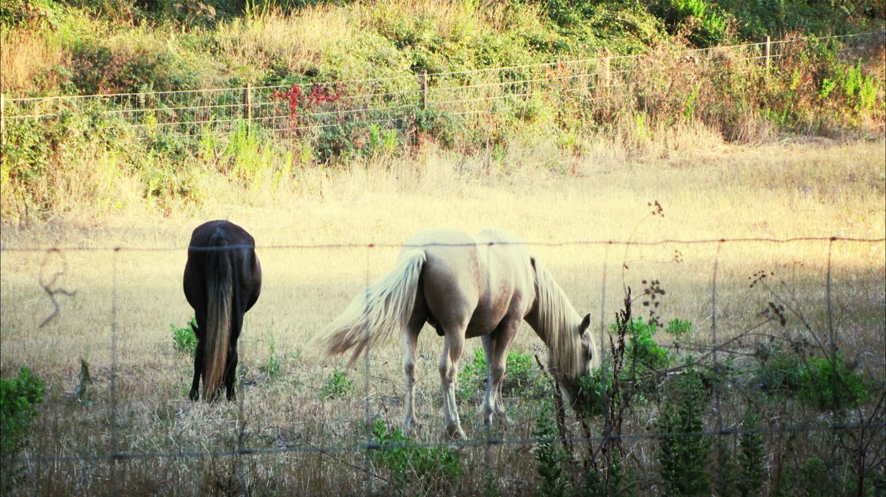 Horses grazing on field