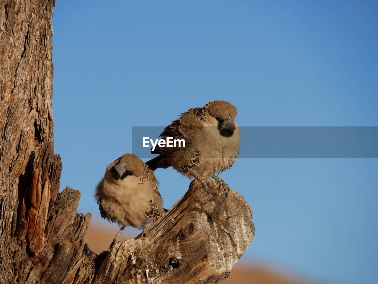 low angle view of bird perching on tree against clear sky