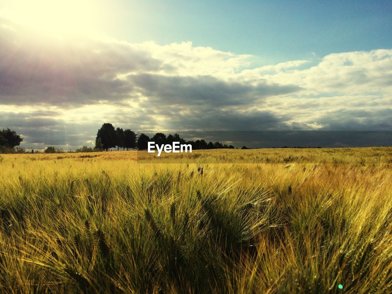 Scenic view of grassy field against sky