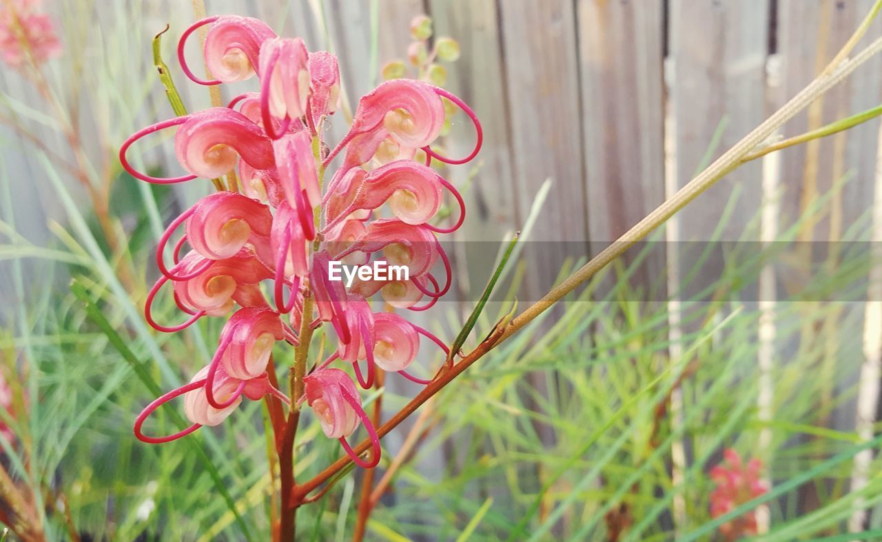 Close-up of pink flowering plant