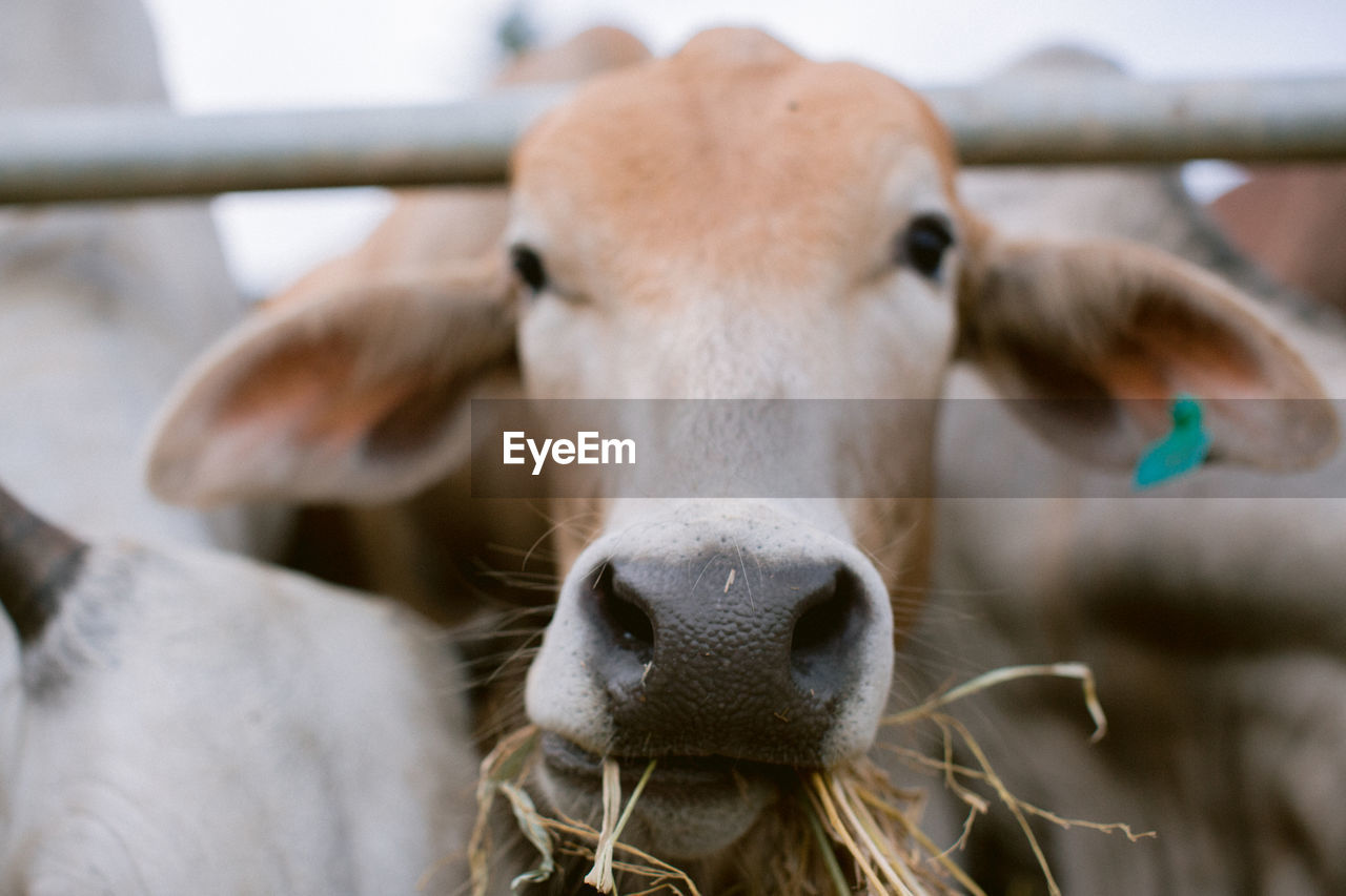 CLOSE-UP OF COWS