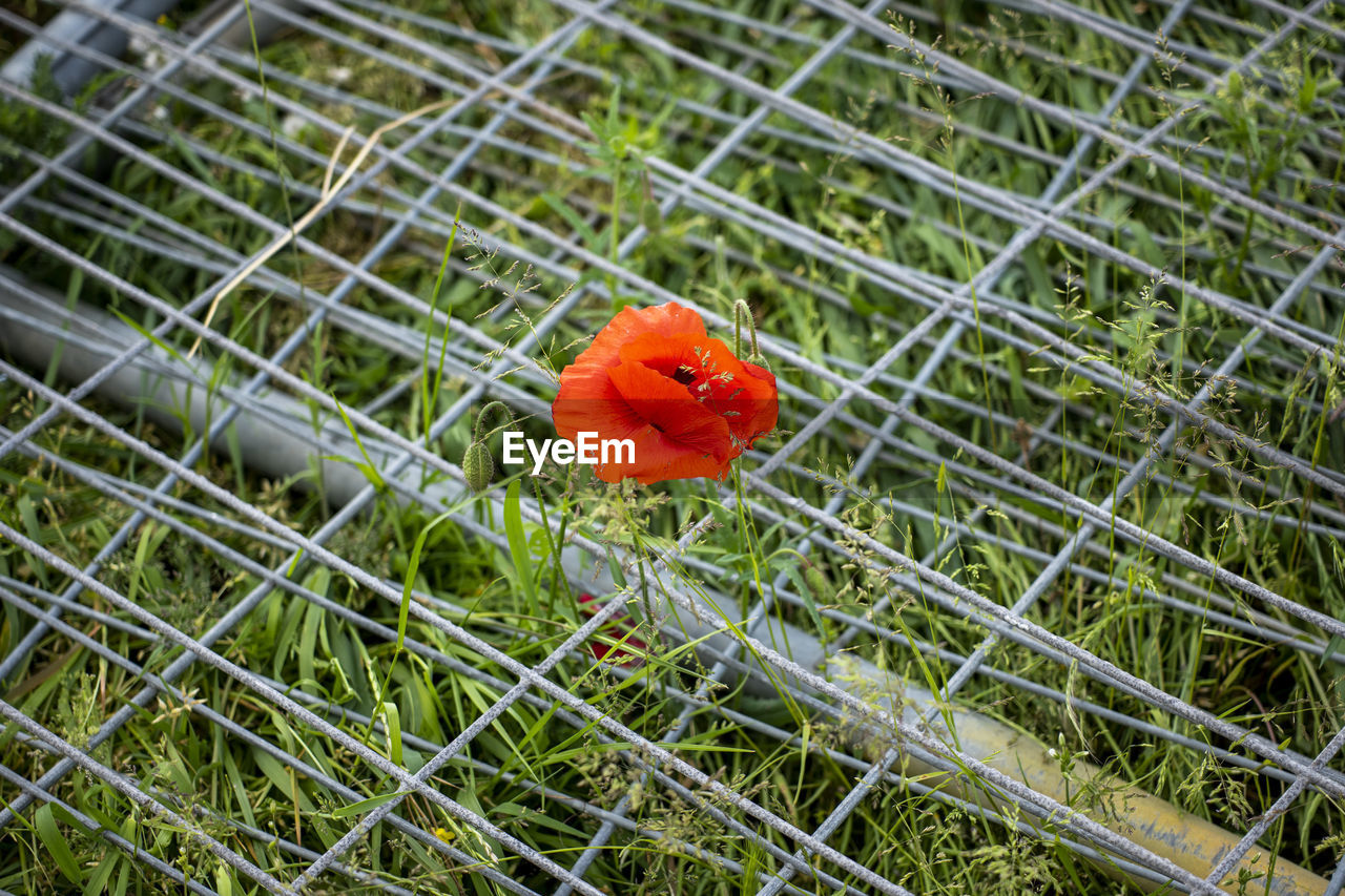 Close-up of red poppy flower on field