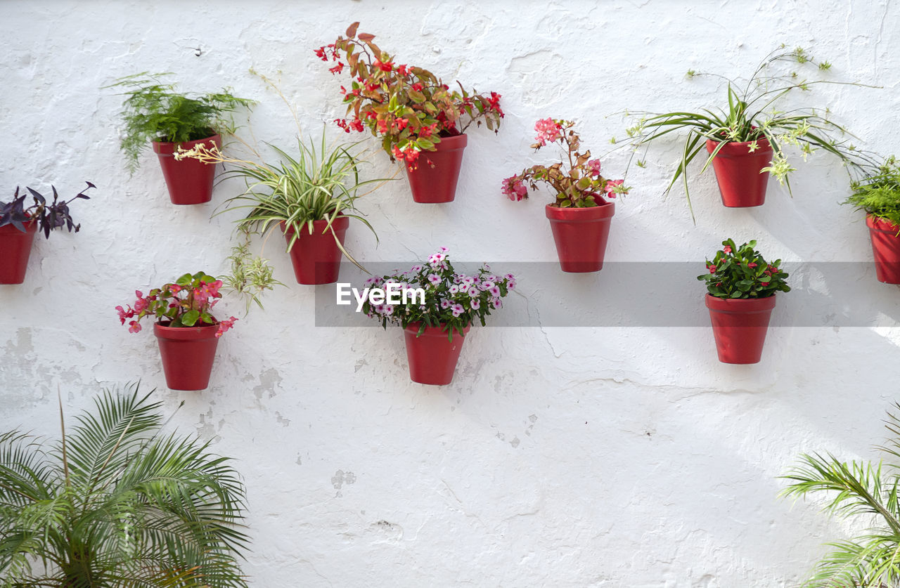 POTTED PLANT AGAINST WALL