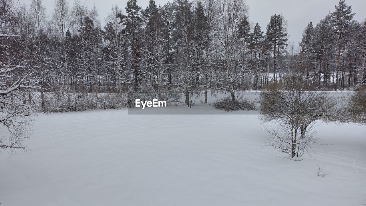 tree, cold temperature, snow, winter, plant, nature, scenics - nature, beauty in nature, environment, forest, land, landscape, tranquil scene, tranquility, non-urban scene, coniferous tree, pine tree, frozen, pinaceae, pine woodland, no people, sky, white, freezing, woodland, outdoors, water, day, idyllic, blizzard, polar climate, bare tree, remote, travel, branch, ice, travel destinations, winter storm