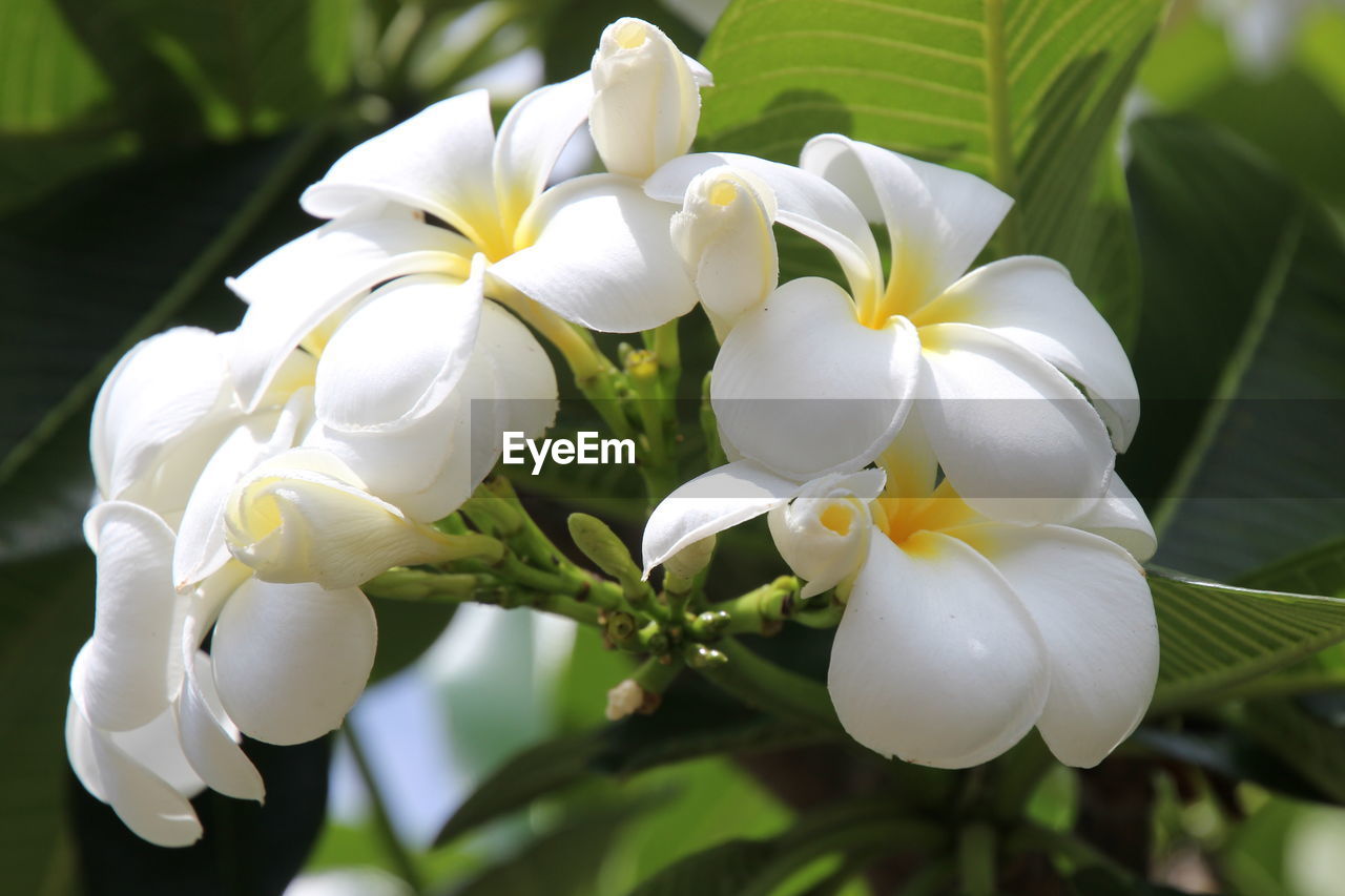 Close-up of white flowers blooming outdoors