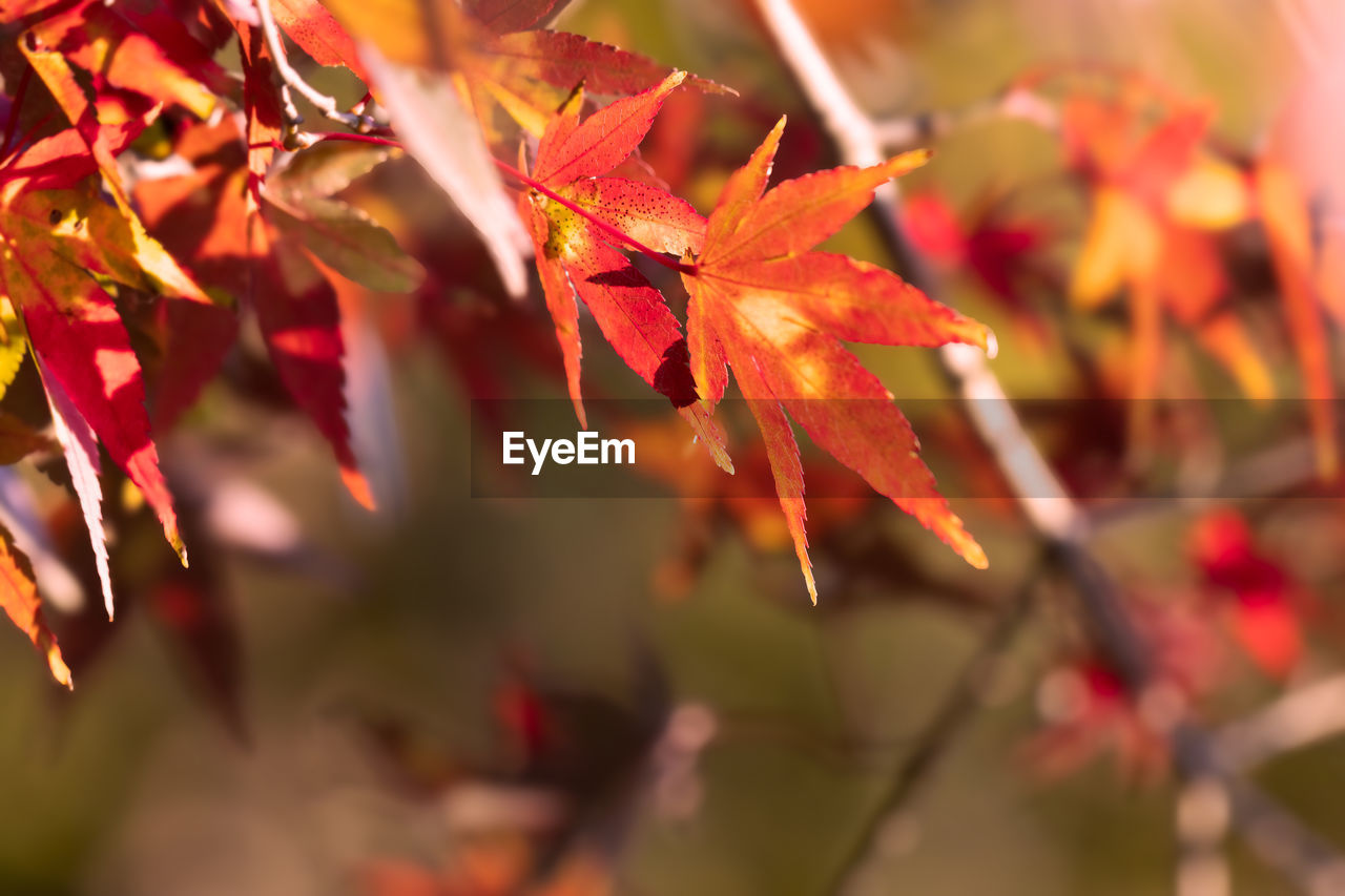 autumn, leaf, plant part, tree, plant, nature, beauty in nature, red, maple leaf, maple tree, branch, no people, maple, orange color, outdoors, close-up, environment, land, selective focus, day, tranquility, multi colored, autumn collection, flower, focus on foreground, sunlight, vibrant color, scenics - nature, backgrounds, yellow, landscape, growth