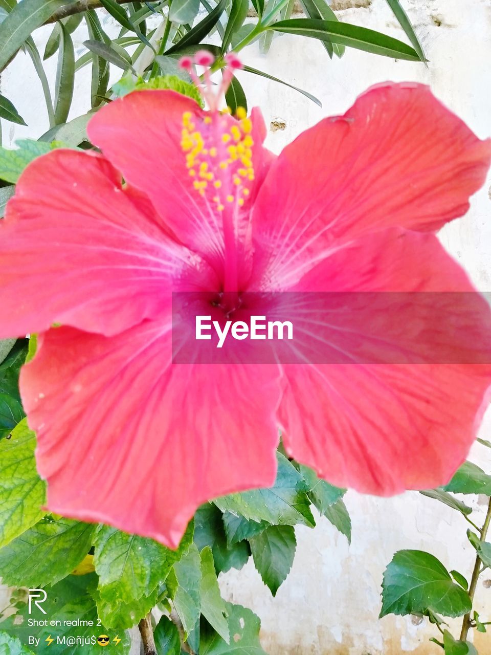 CLOSE-UP OF FRESH PINK HIBISCUS