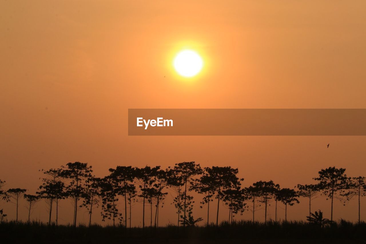 Silhouette trees against orange sky during sunset