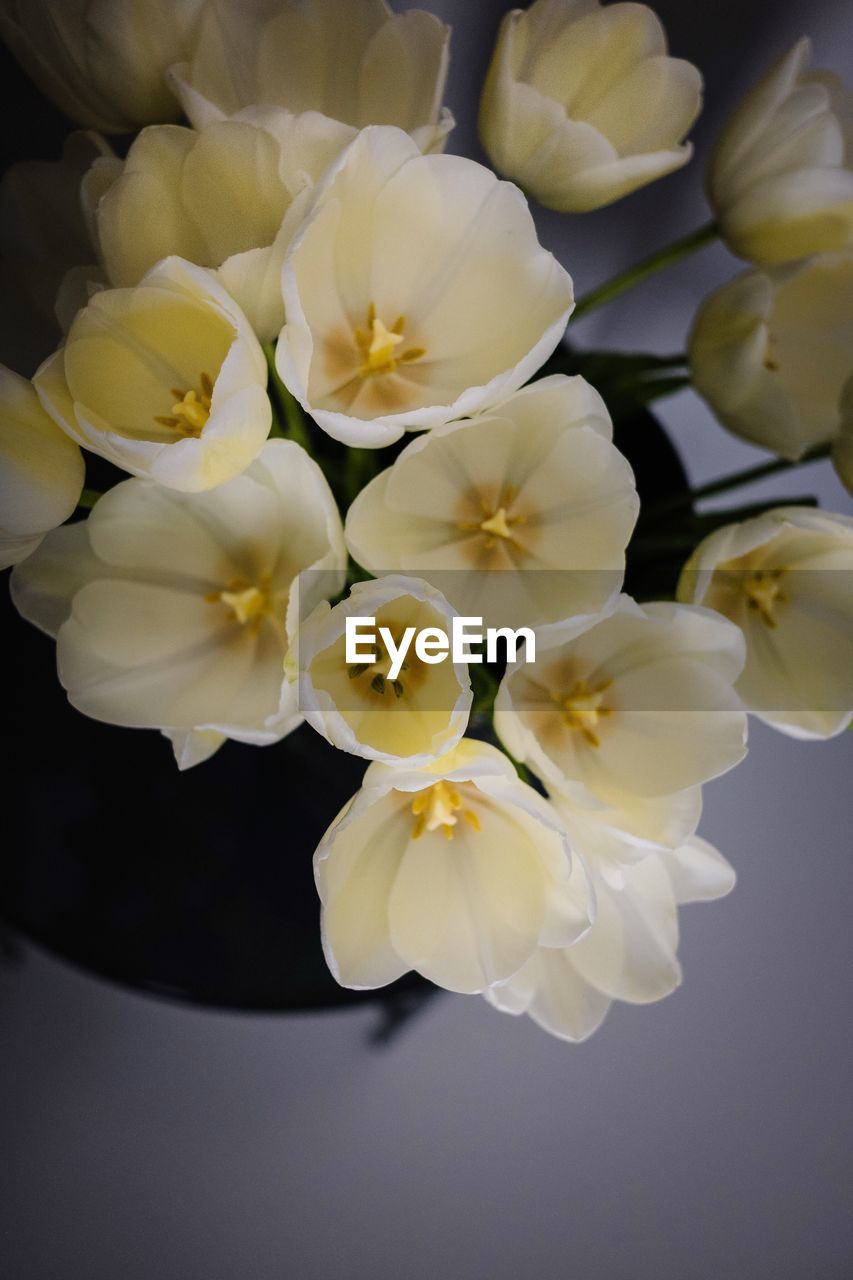 CLOSE-UP OF WHITE ROSE FLOWER