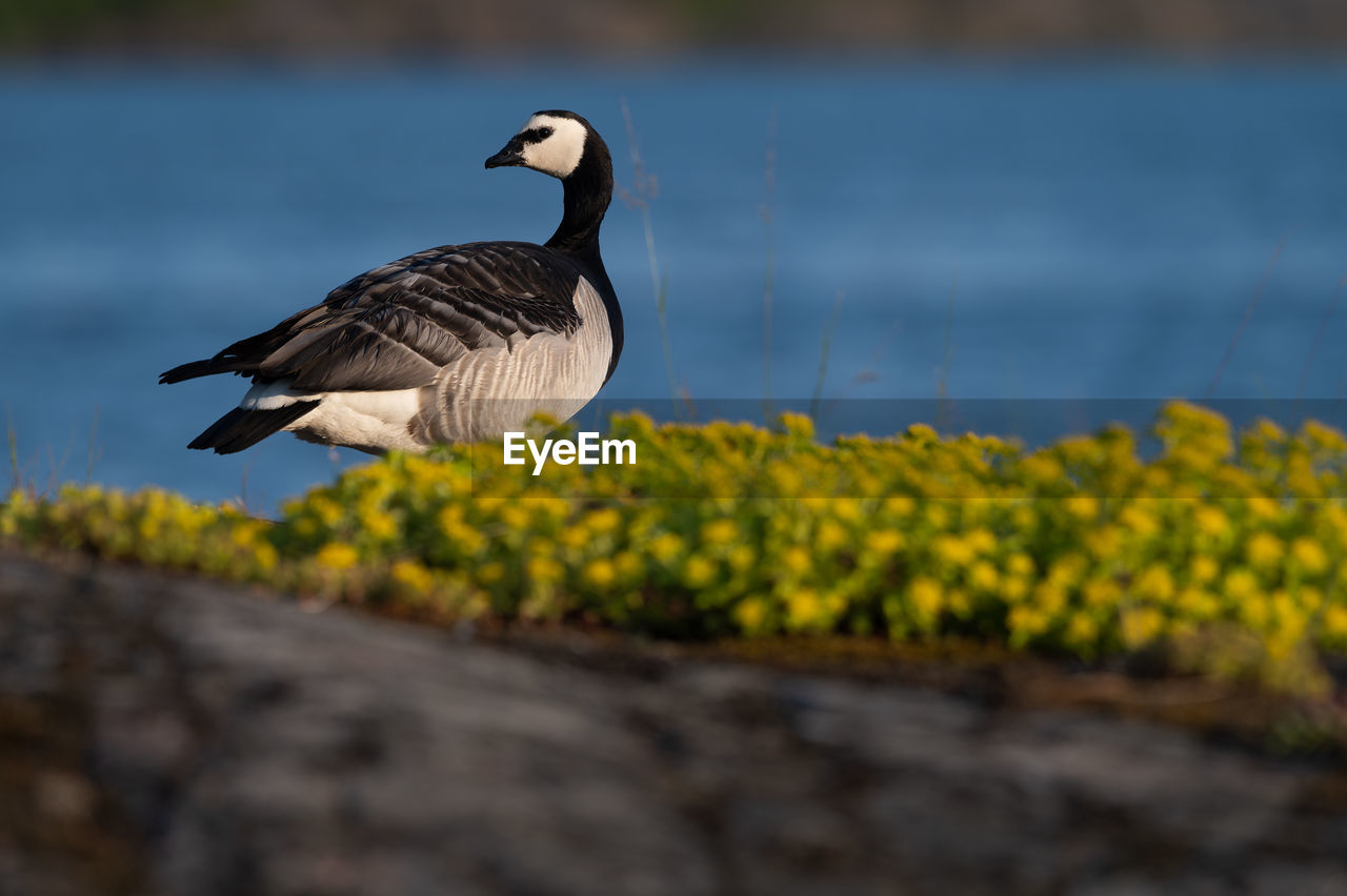 Alone canada goose walking on a cliff at the shore with the blue sea in the background.