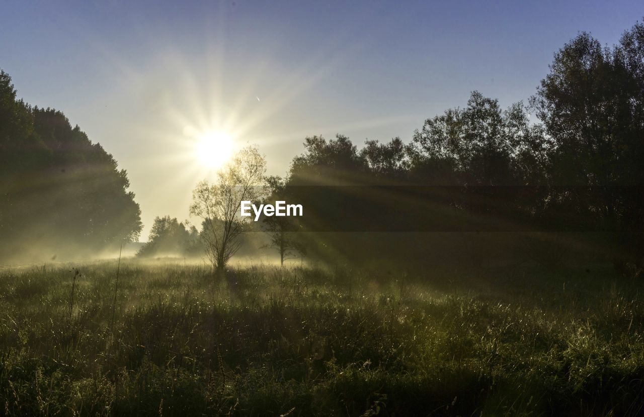 SUN SHINING THROUGH TREES ON GRASSY FIELD