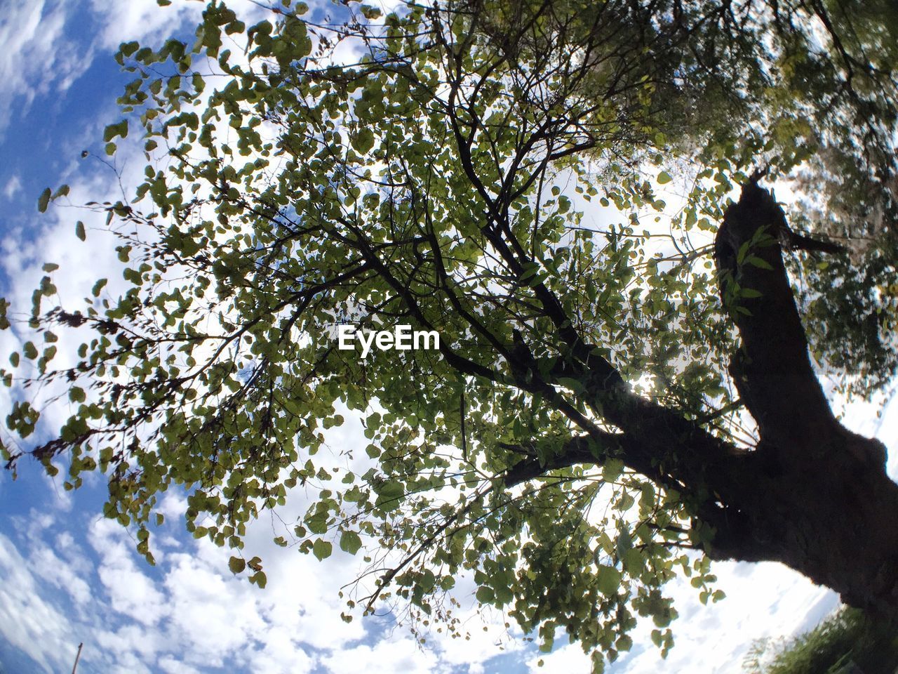 LOW ANGLE VIEW OF TREES AGAINST SKY