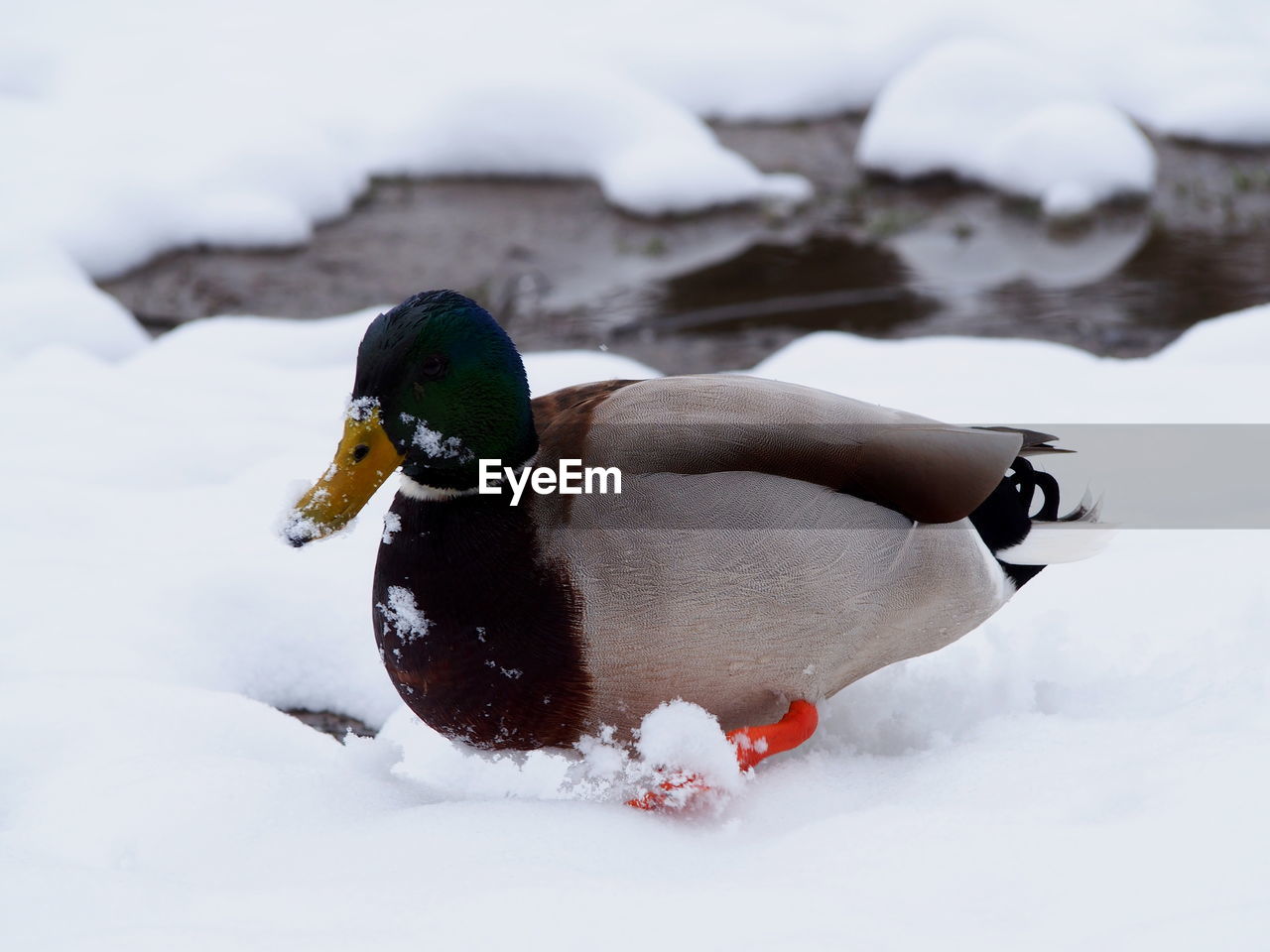 CLOSE-UP OF BIRD ON SNOW COVERED LAKE