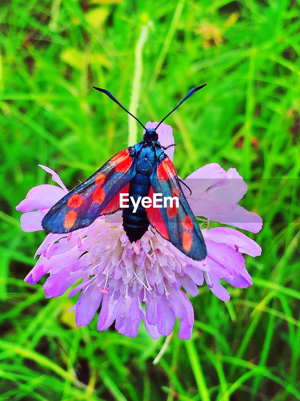 CLOSE-UP OF BUTTERFLY POLLINATING ON FLOWER