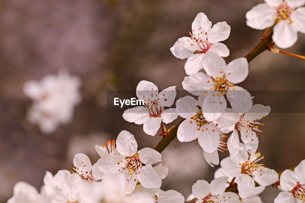 CLOSE-UP OF CHERRY BLOSSOM