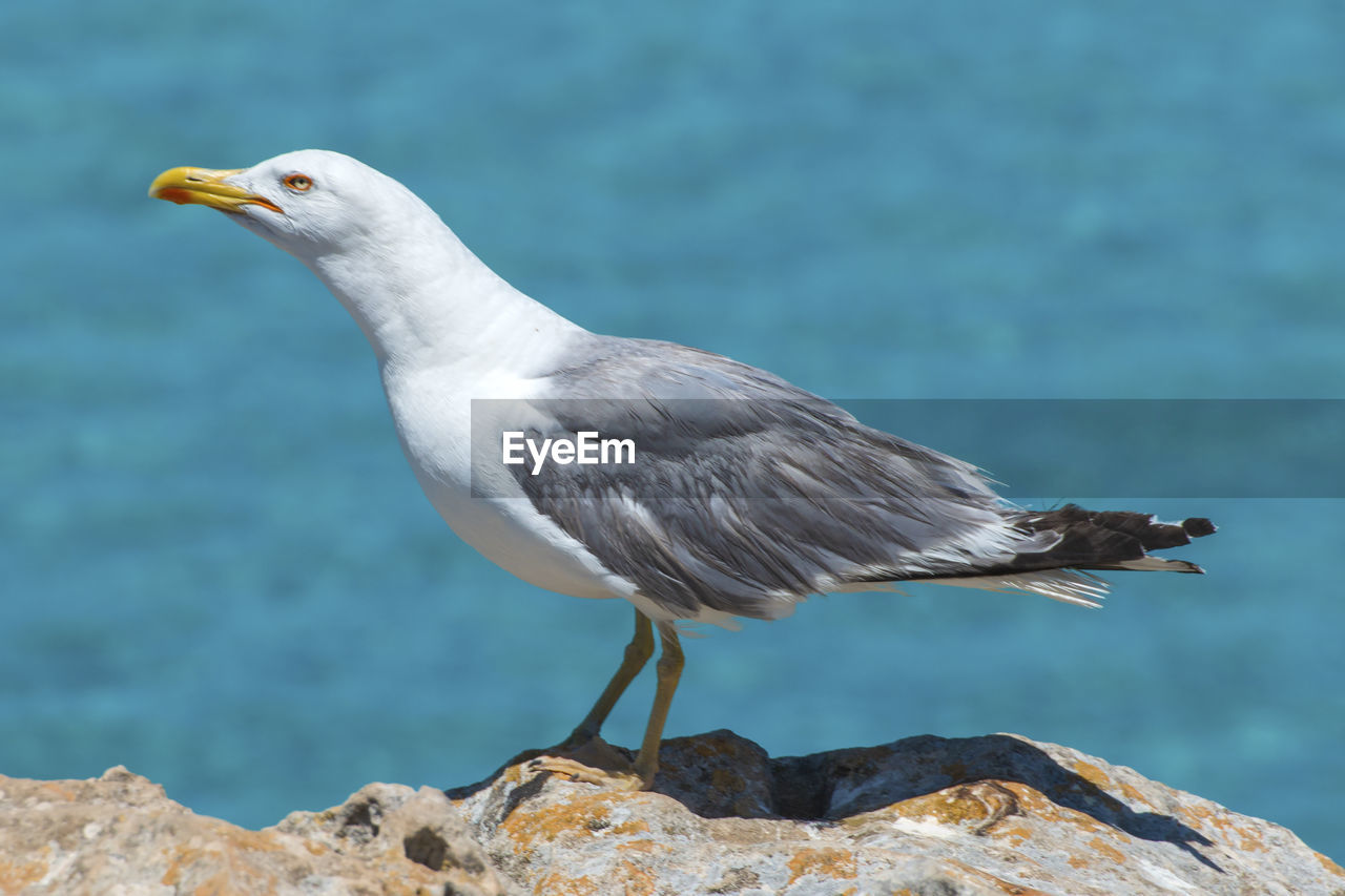 Close-up of seagull on rock