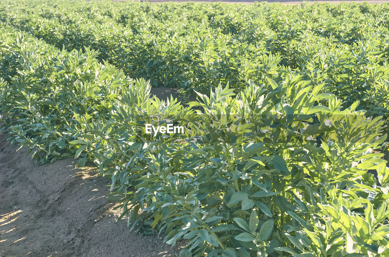 PLANT GROWING ON FIELD