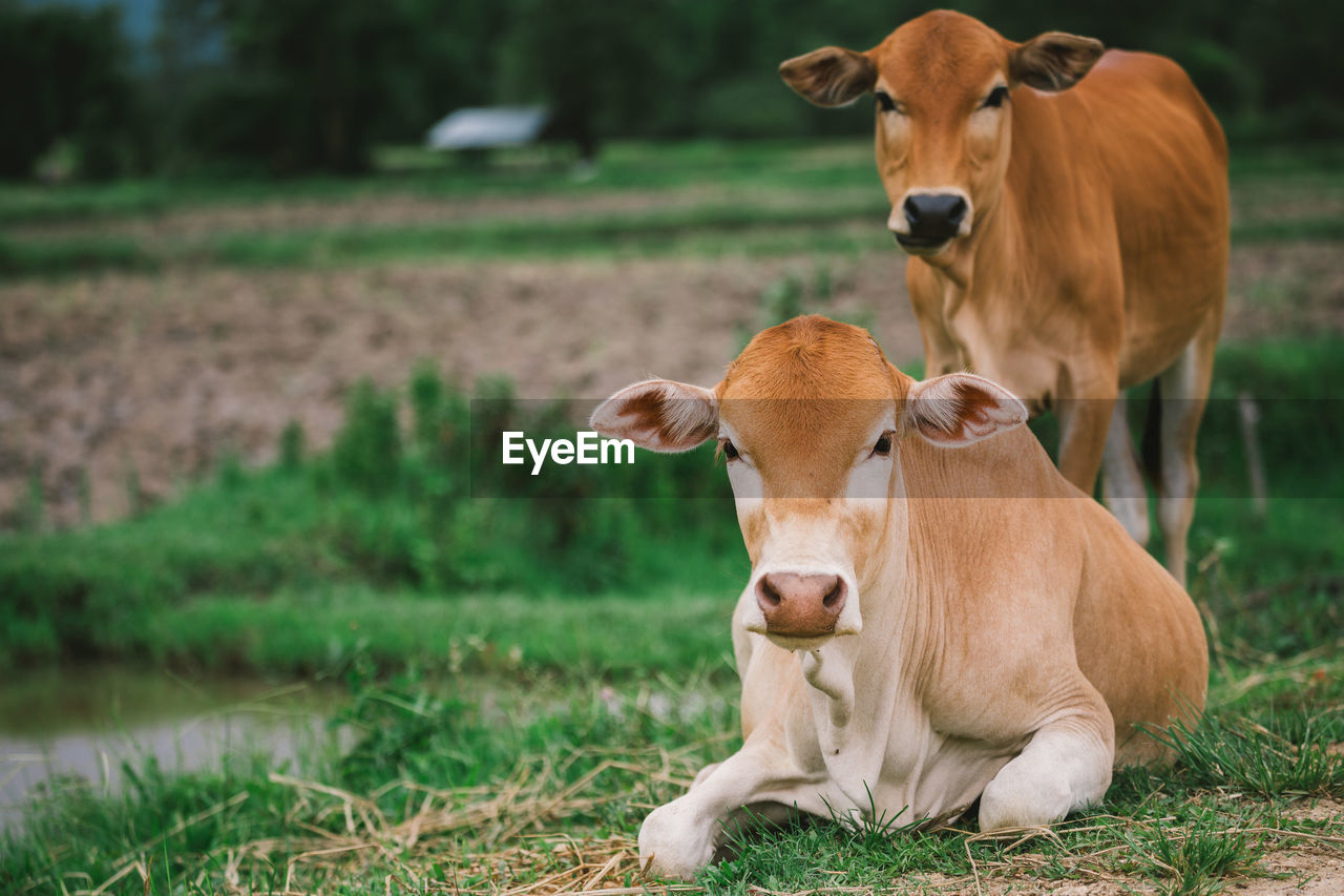 Portrait of cows on field