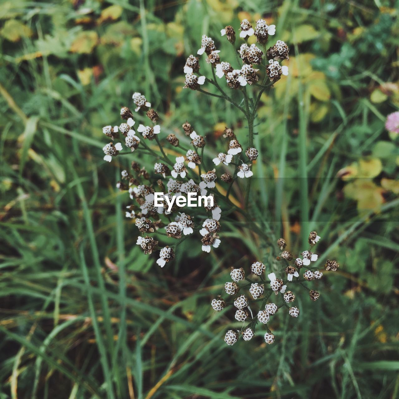 CLOSE-UP OF FLOWERING PLANTS ON LAND