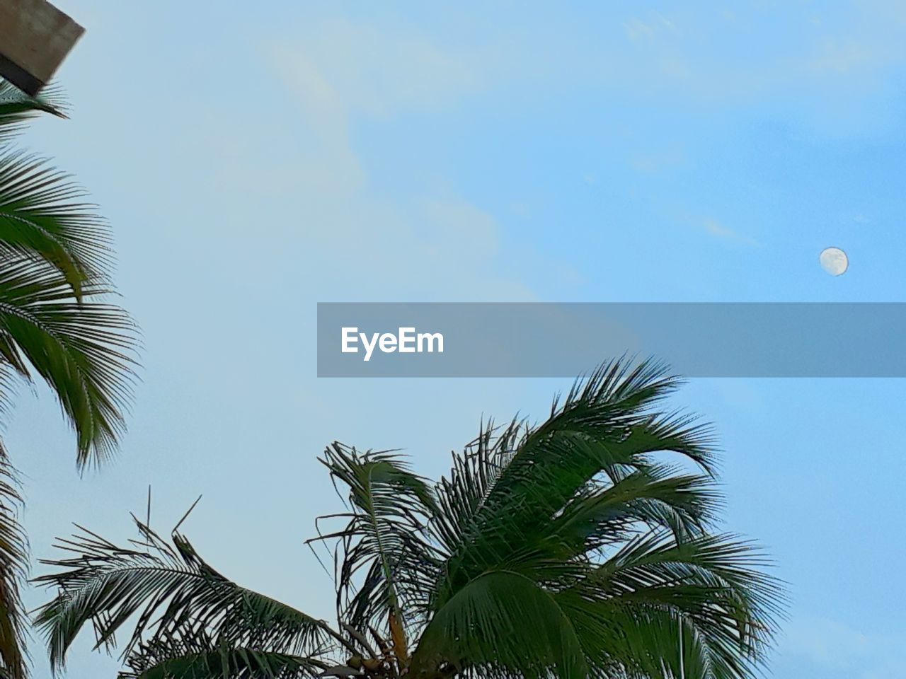 LOW ANGLE VIEW OF PALM TREE AGAINST CLEAR SKY