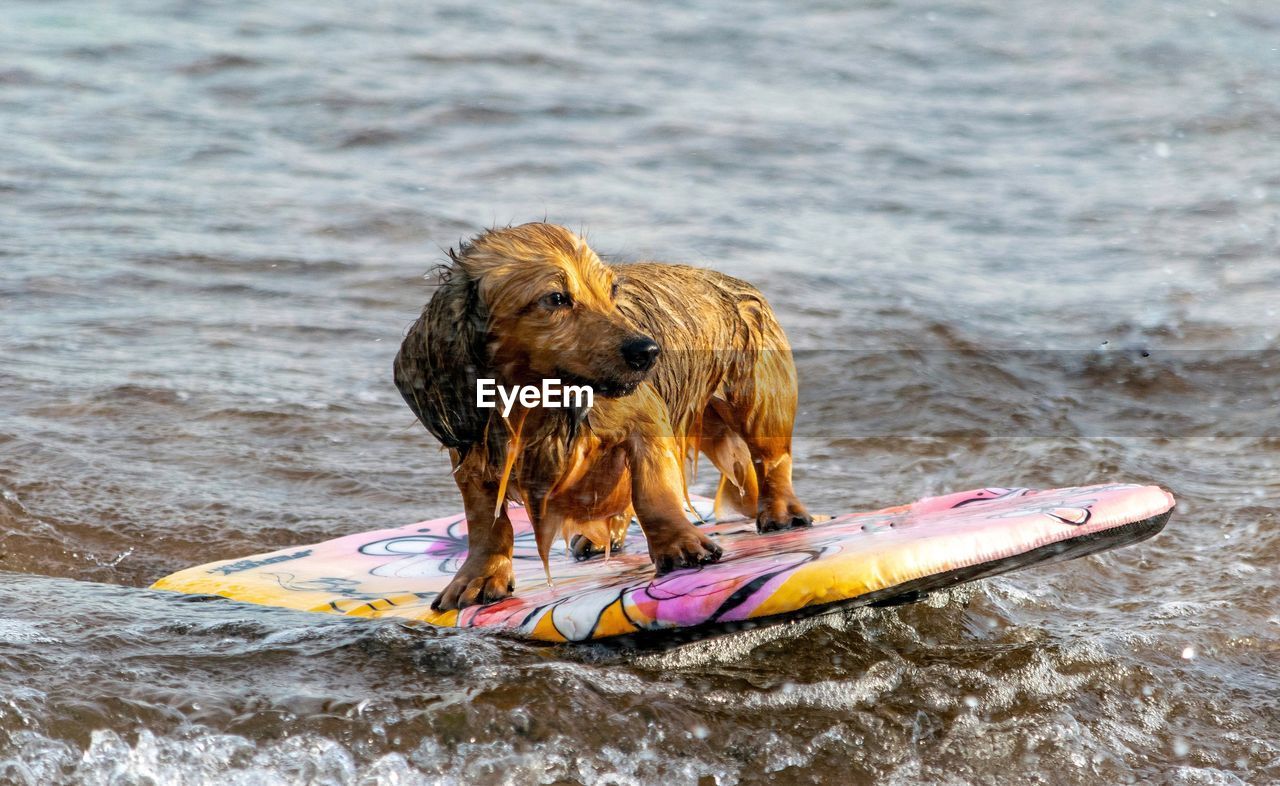 Portrait of dog on surfboard