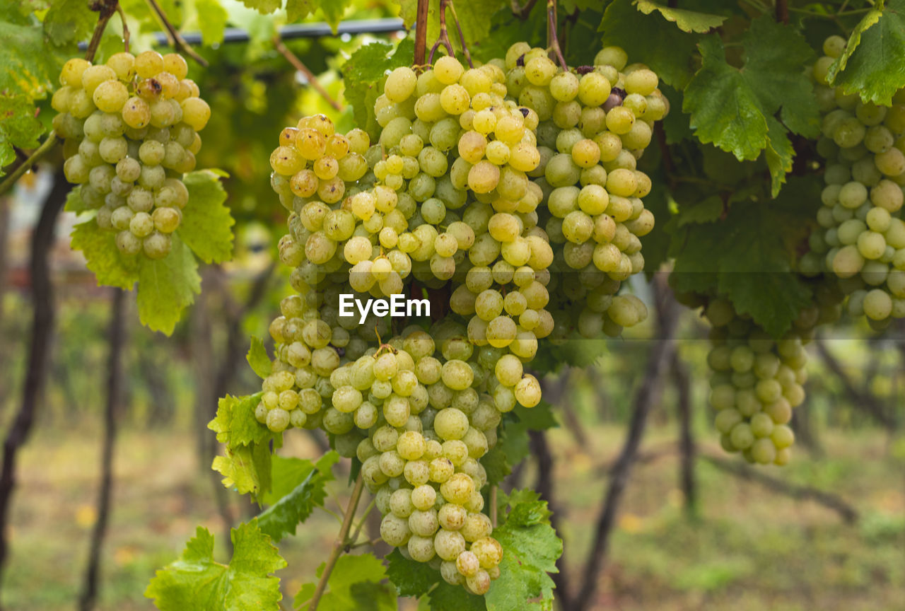 CLOSE-UP OF GRAPES GROWING ON VINEYARD