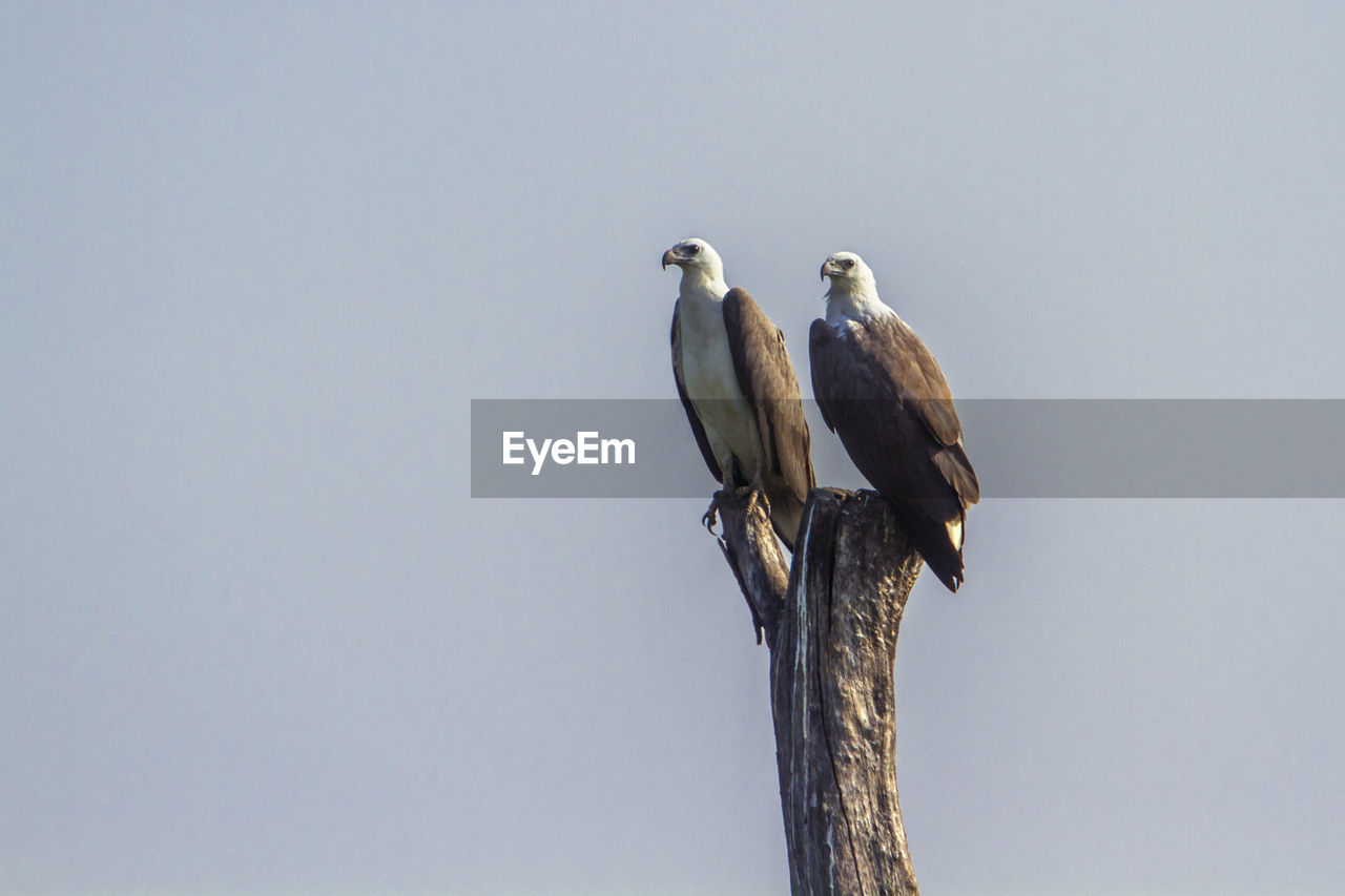 BIRDS PERCHING ON A BRANCH