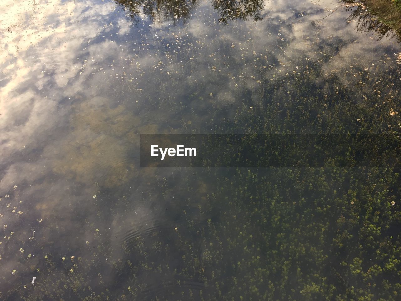 Full frame shot of plants with reflection in lake