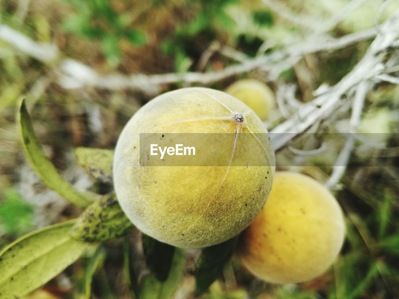 CLOSE-UP OF FRUITS ON TREE