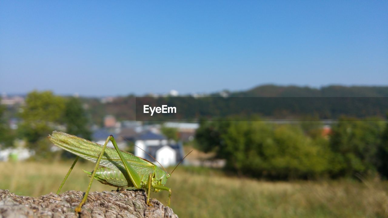 Close-up of insect on plant against clear sky