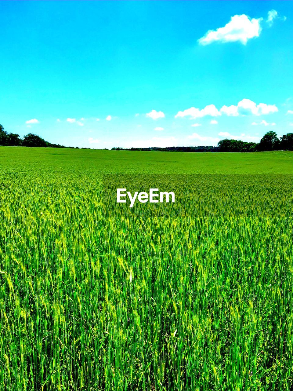 SCENIC VIEW OF FARM AGAINST SKY