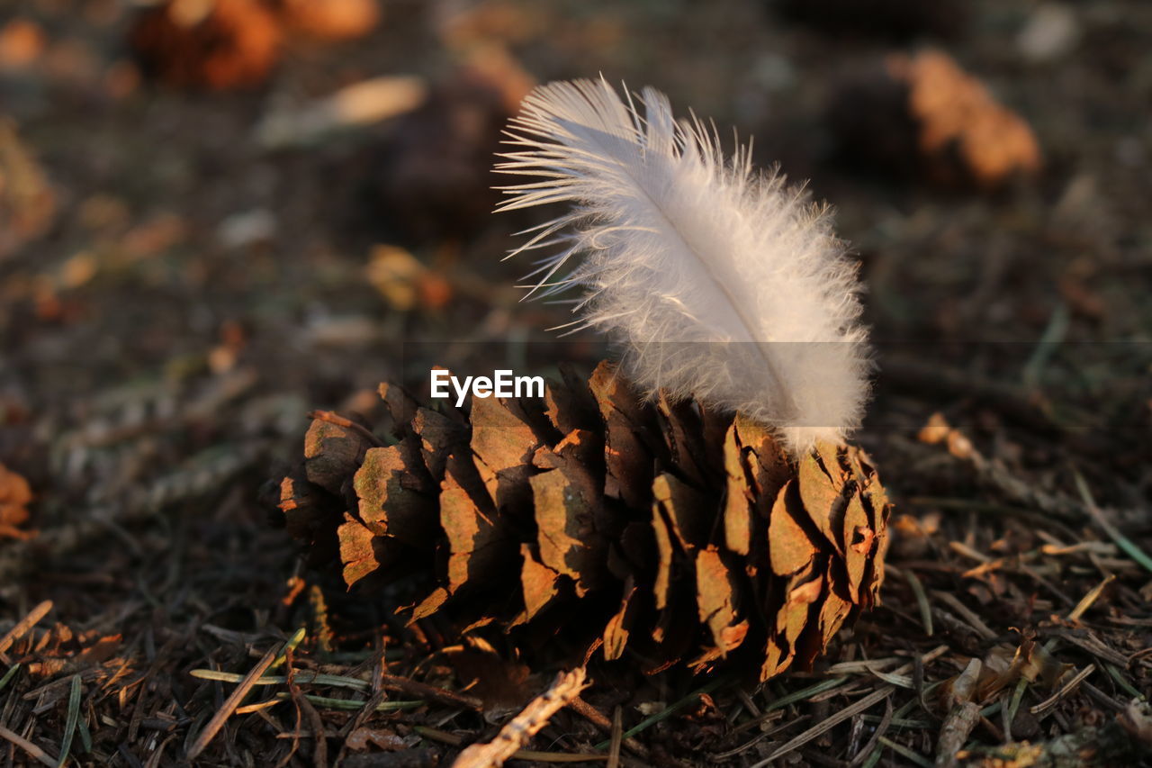 Close-up of feather on pine cone