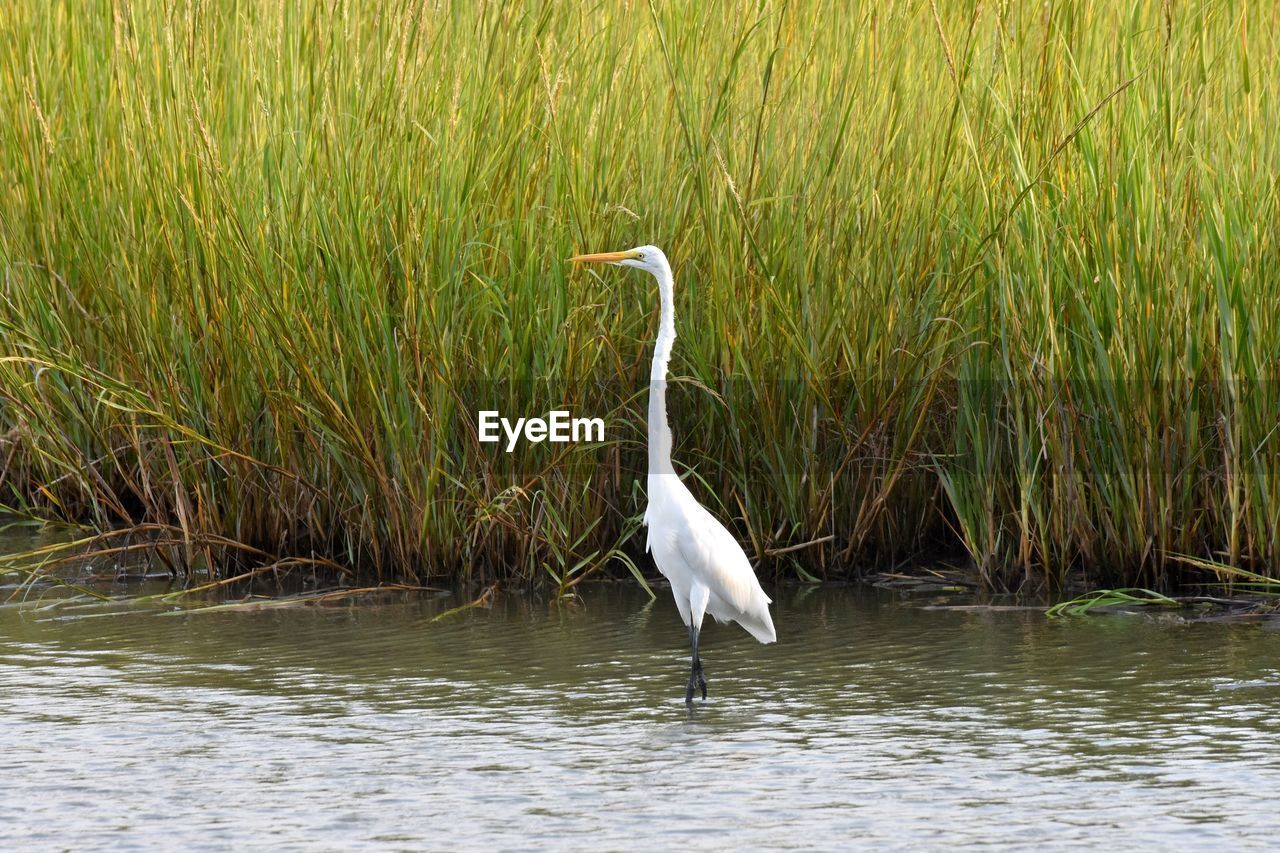 VIEW OF A BIRD ON A LAKE