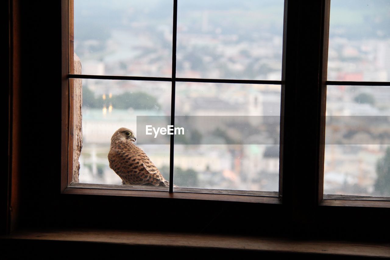 Falcon seen through window