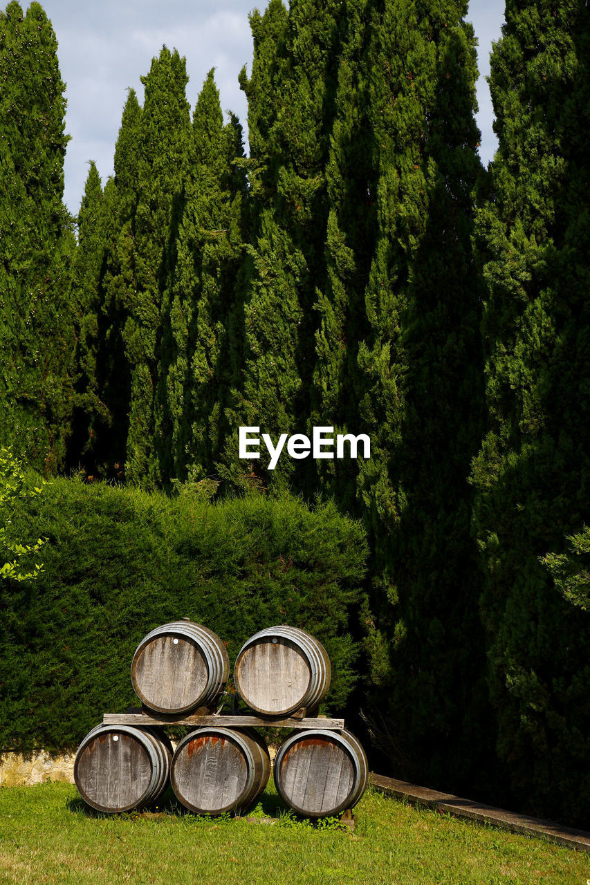 View of trees and wine of tuscany 