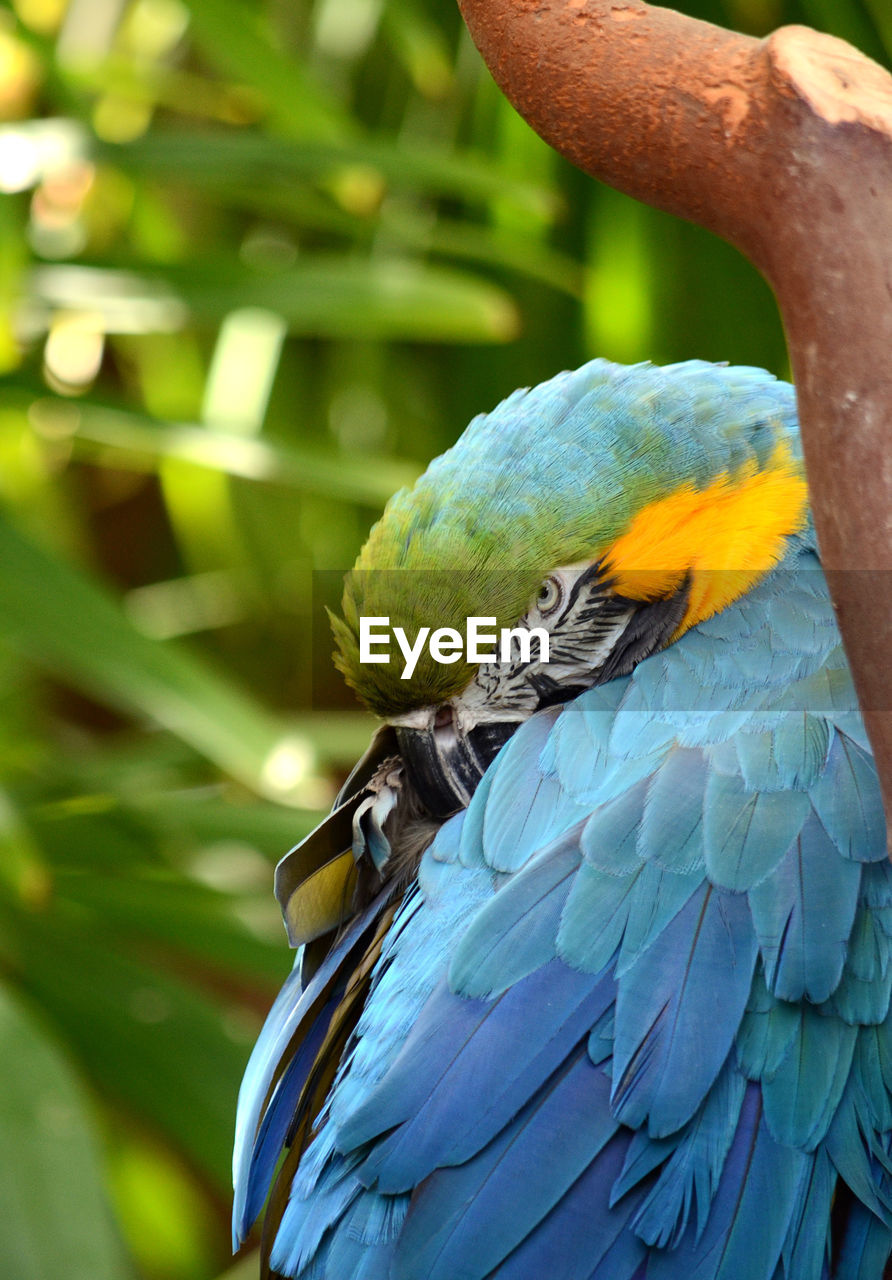Macaw looking straight into the camera