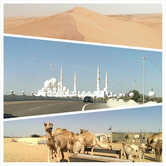 animal themes, domestic animals, outdoors, livestock, day, sand, mammal, nature, no people, beach, landscape, sky, large group of animals, desert