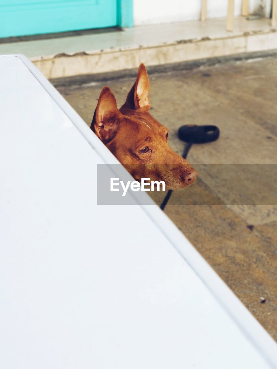 CLOSE-UP OF DOG WITH DOGS ON FLOOR