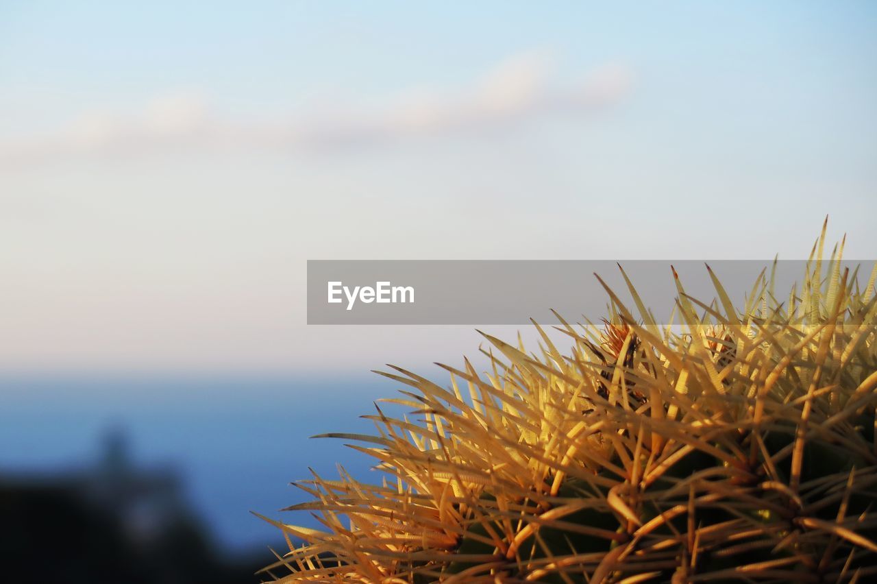 CLOSE-UP OF PLANTS AGAINST SEA