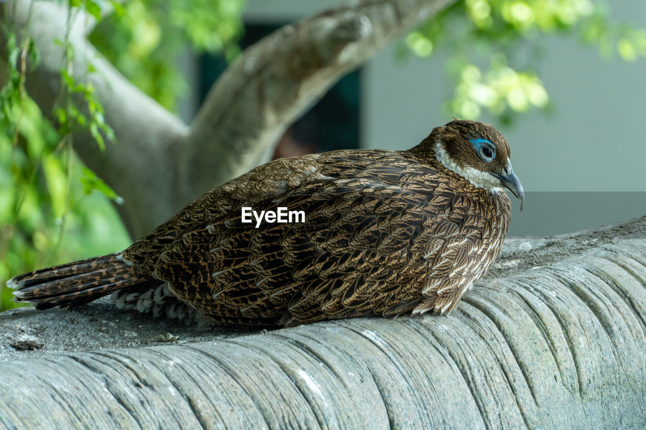 CLOSE-UP OF A BIRD