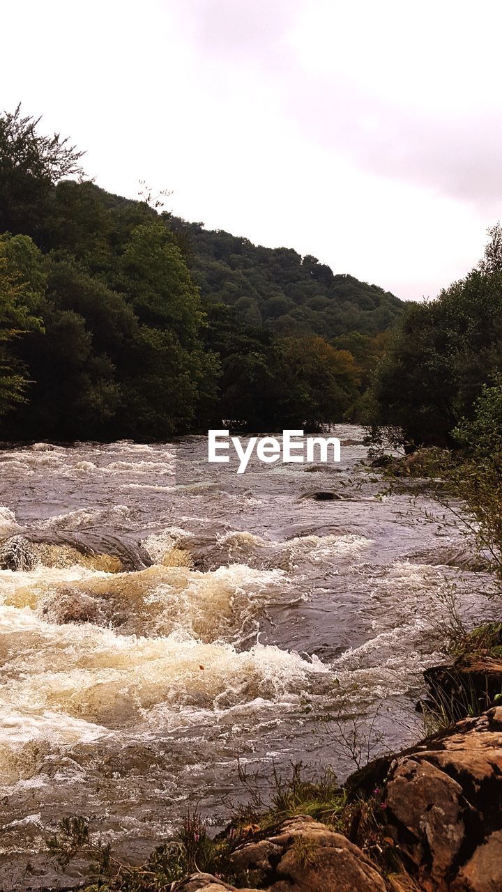 RIVER BY TREES AGAINST CLEAR SKY