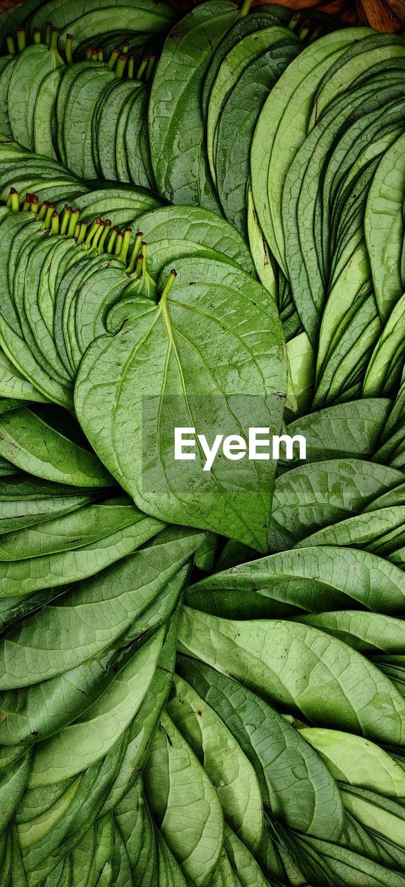 FULL FRAME SHOT OF GREEN LEAF