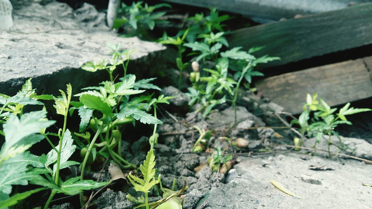 Close-up of plants