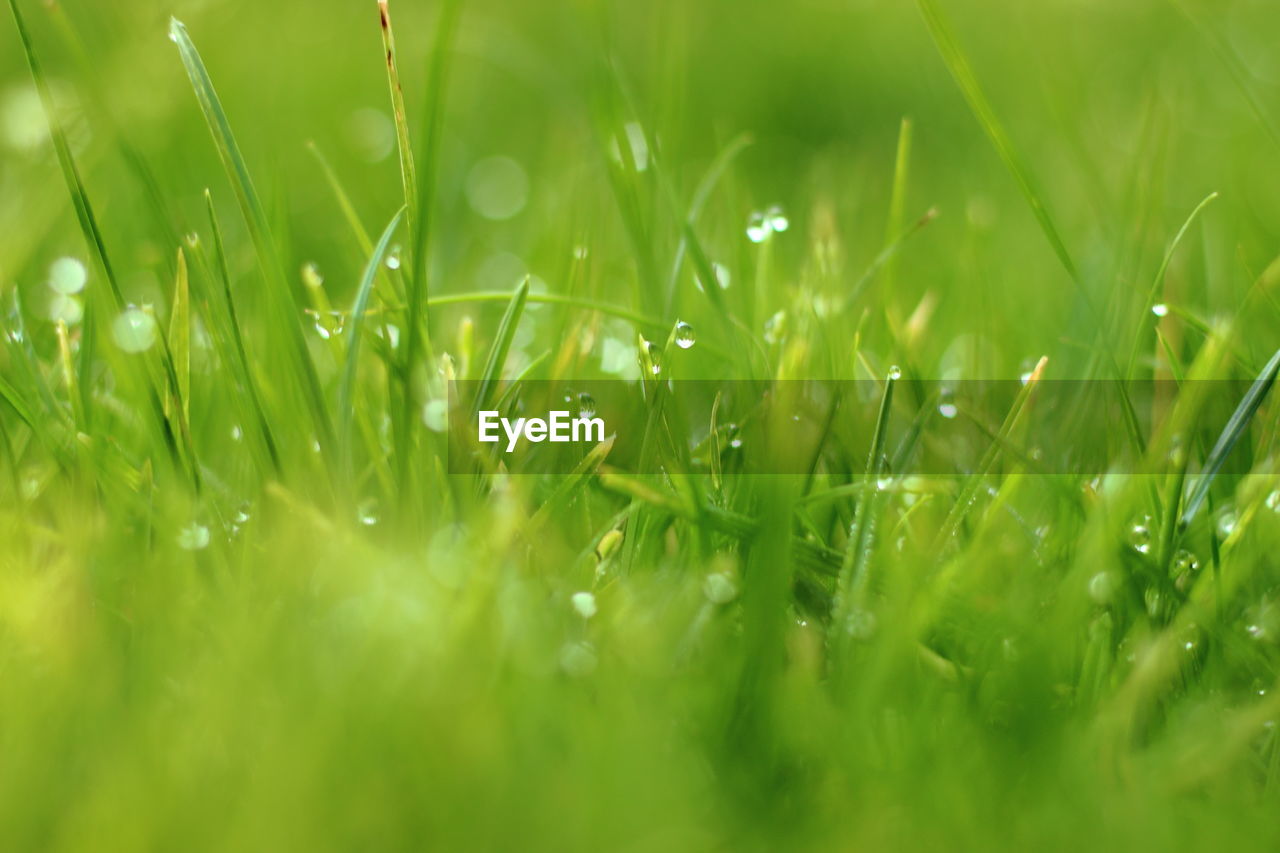 CLOSE-UP OF DEW DROPS ON GRASS