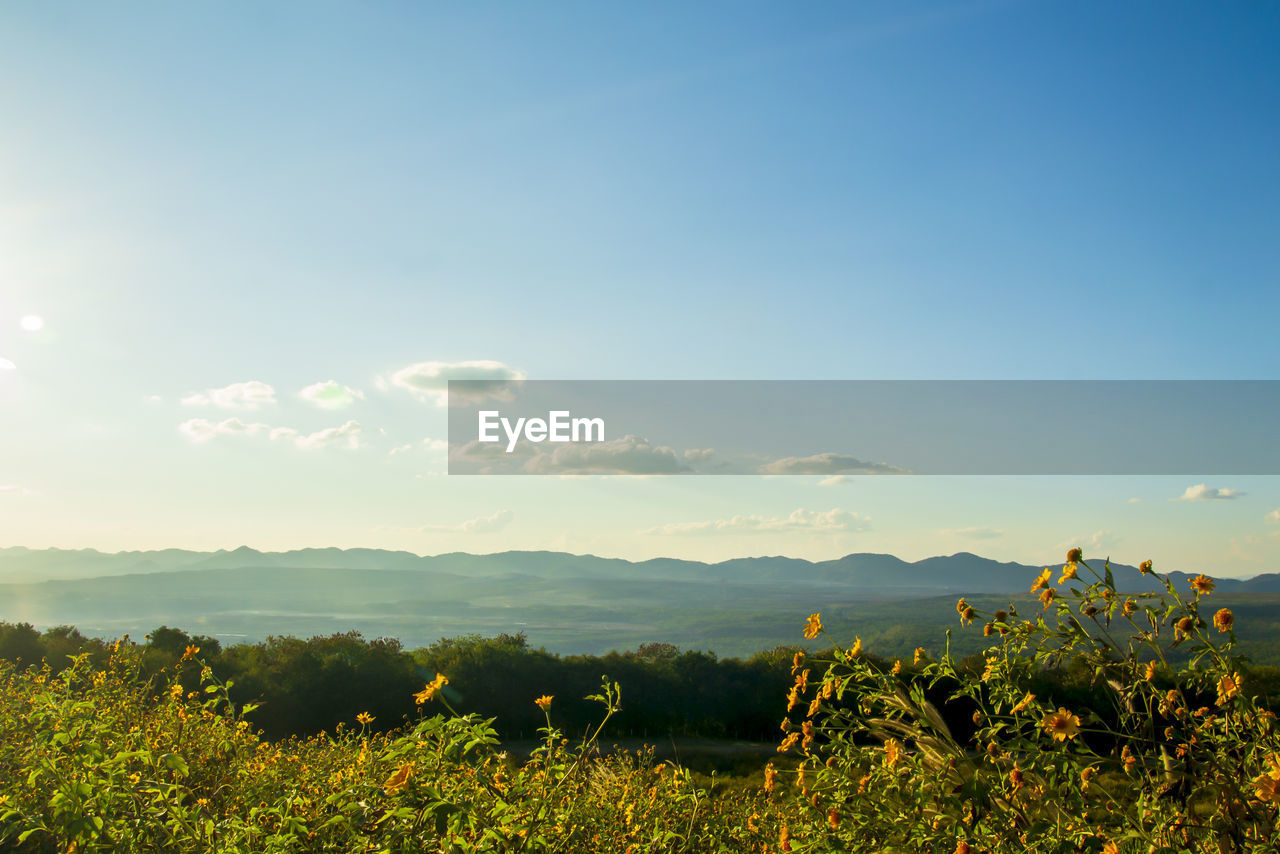 Scenic view of grassy field against sky